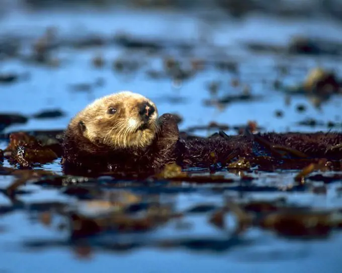 Sea Otter in Ocean Kelp Bed