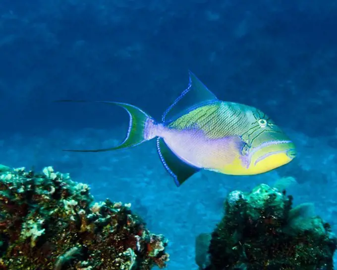 Queen Triggerfish