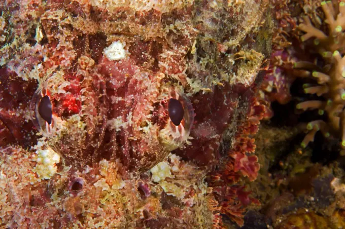 Face of a Scorpionfish