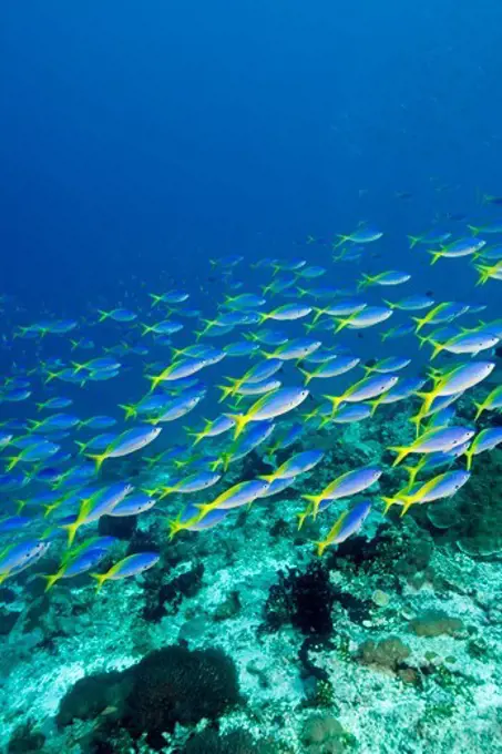 School of Blue-and-Gold Fusiliers