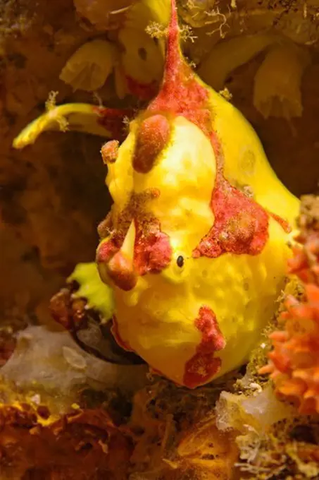 Painted Frogfish