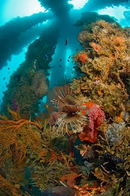 Lionfish Amid Piers