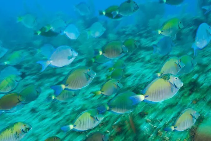 Ocean Surgeonfish