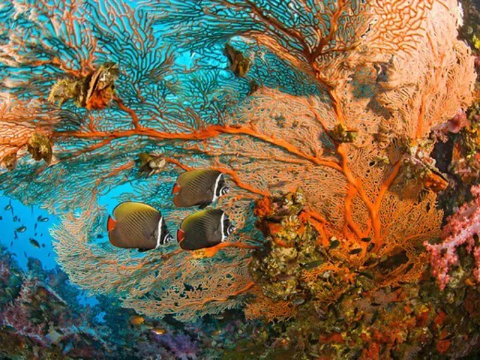 Collare Butterflyfish