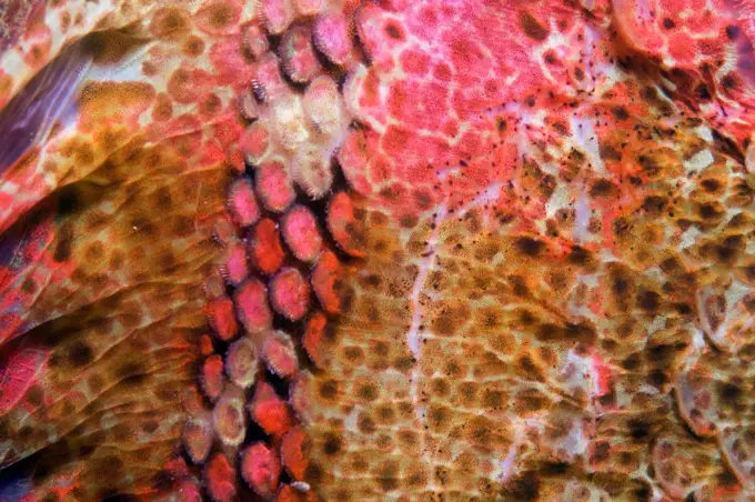 Closeup the scales of a red irish lord (Hemilepidotus hemiliepidotus) fish, Admiralty Island, Inside Passage, southeastern Alaska.