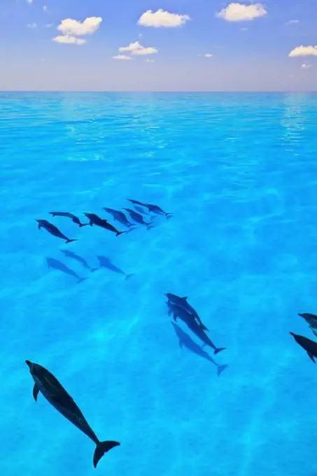 Atlantic Spotted Dolphins, Stenella frontalis, swimming toward the horizon.