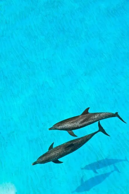 Atlantic Spotted Dolphins, Stenella frontalis.