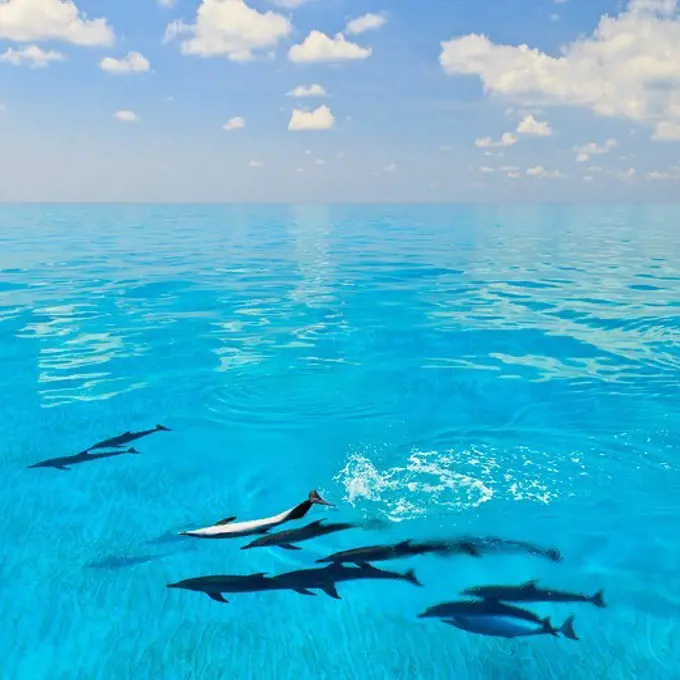 Atlantic Spotted Dolphins, Stenella frontalis, swimming.