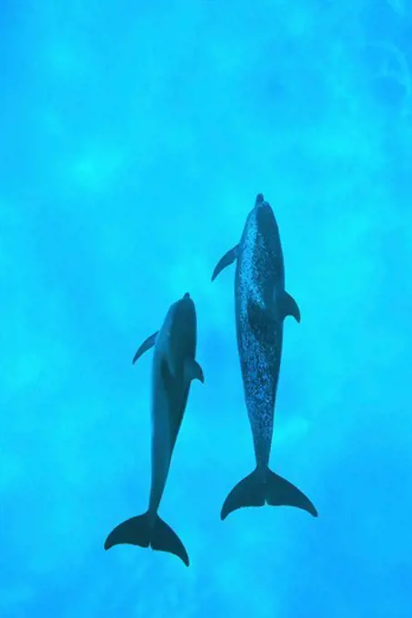 Atlantic Spotted Dolphins, Stenella frontalis.