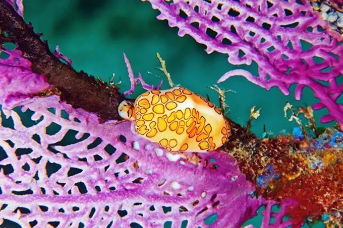 Flamingo Tongue Snail, Cyphoma gibbosum, on a sea fan.