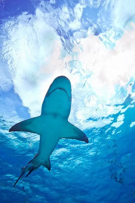 Lemon Shark, Negaprion brevirostris, near the surface.