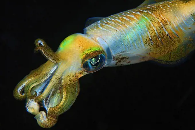 Bigfin Reef Squid, Sepioteuthis lessoniana, at night.