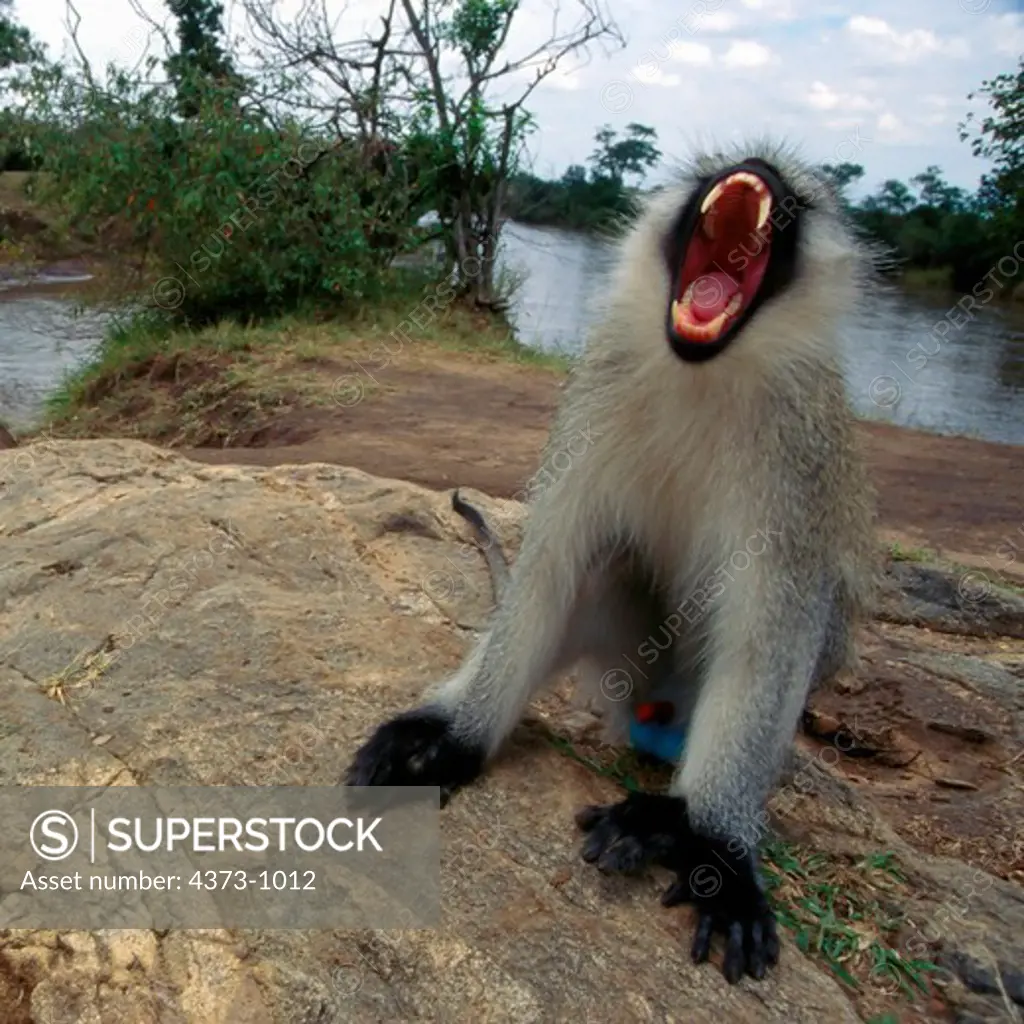 Vervet Monkey Baring Teeth