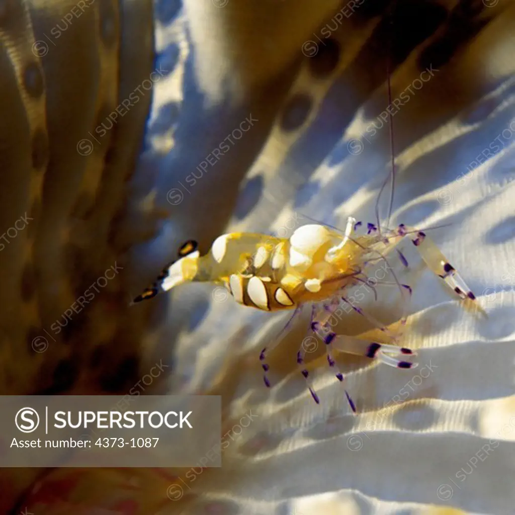 Pacific Clown Anemone Shrimp