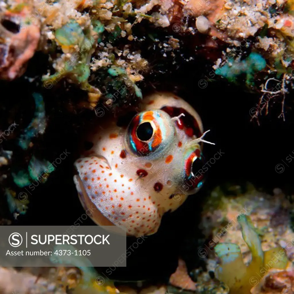 Freckle-Faced Blenny Off Papua New Guinea