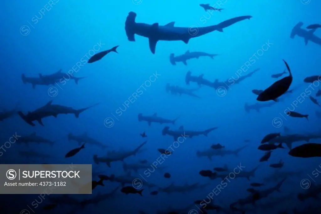 School of Hammerhead Sharks