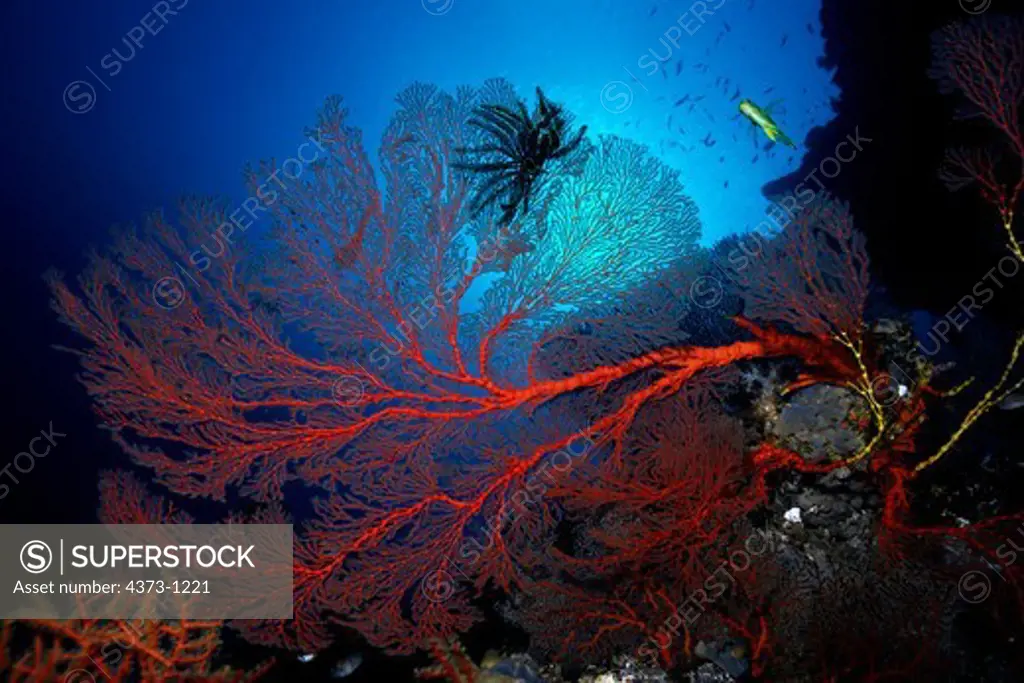 Sea Fan with Feather Star