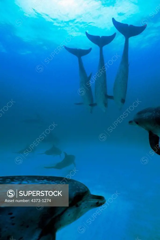 Atlantic Spotted Dolphins