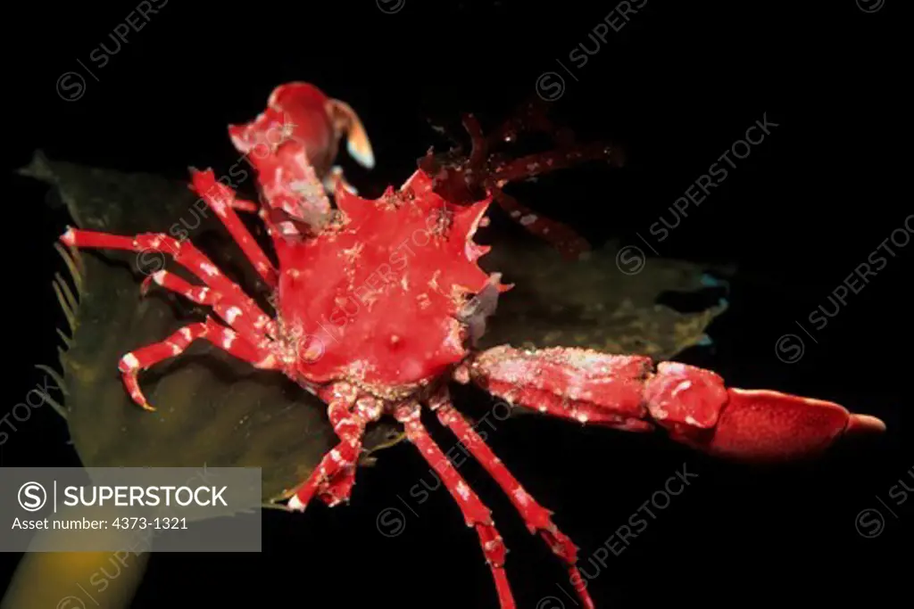 Cryptic Kelp Crab Covers Itself with Algae for Camouflage