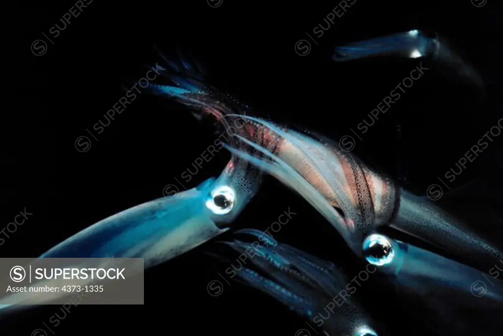 Squid Mating