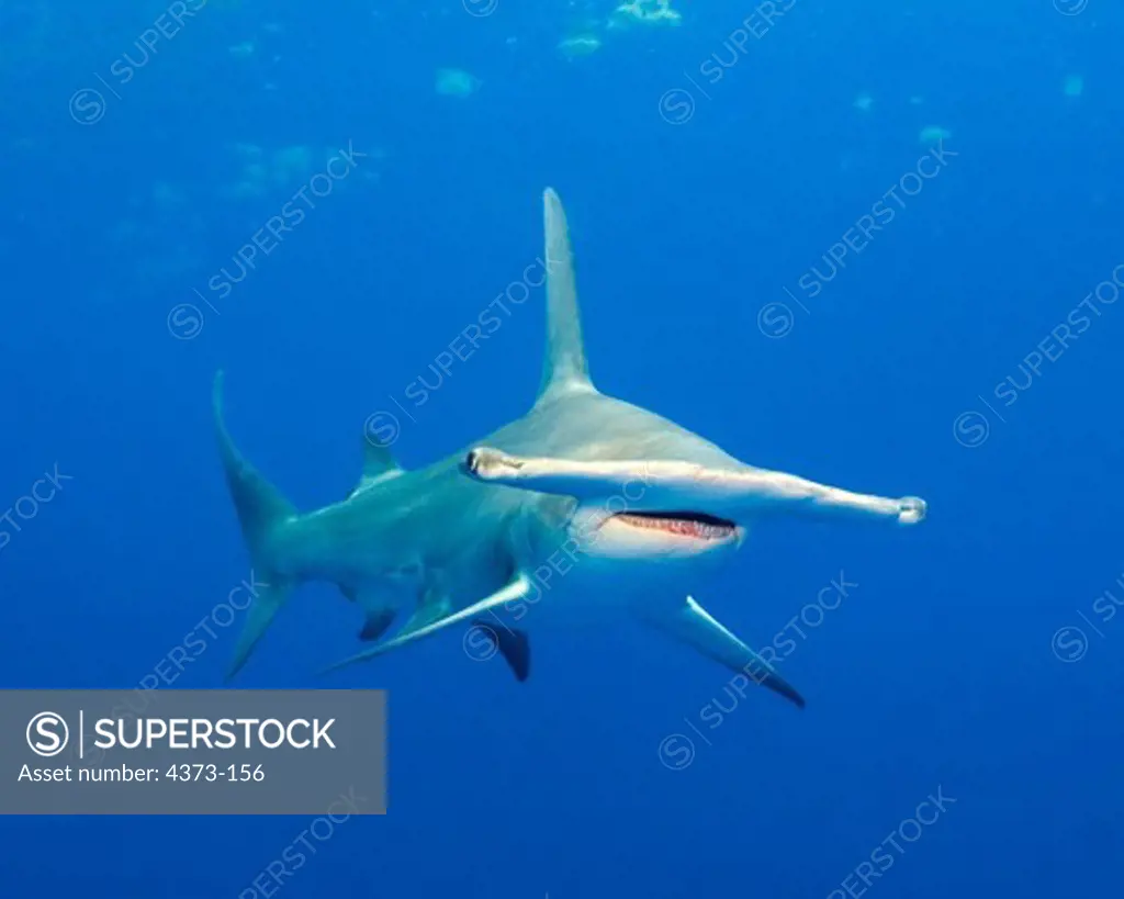 Great Hammerhead Shark