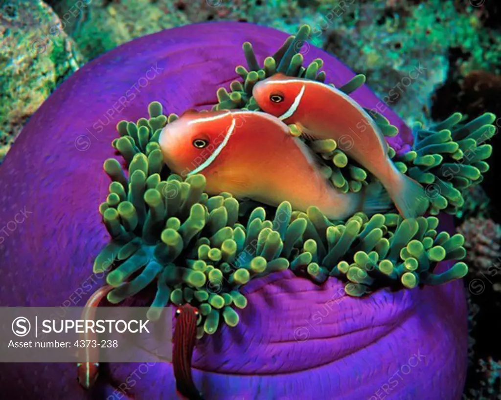 Family of Pink Anemonefish