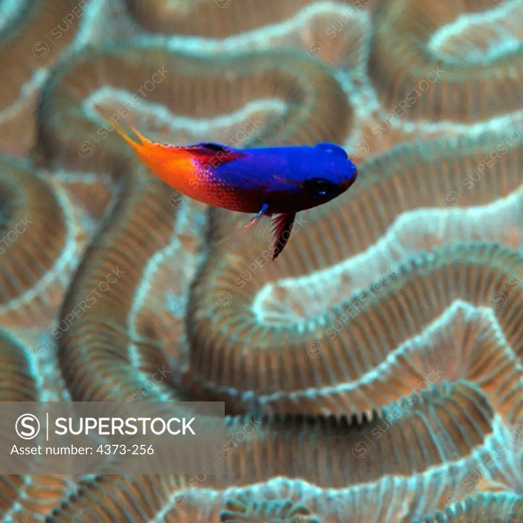 Fairy Basslet Swims Near Brain Coral