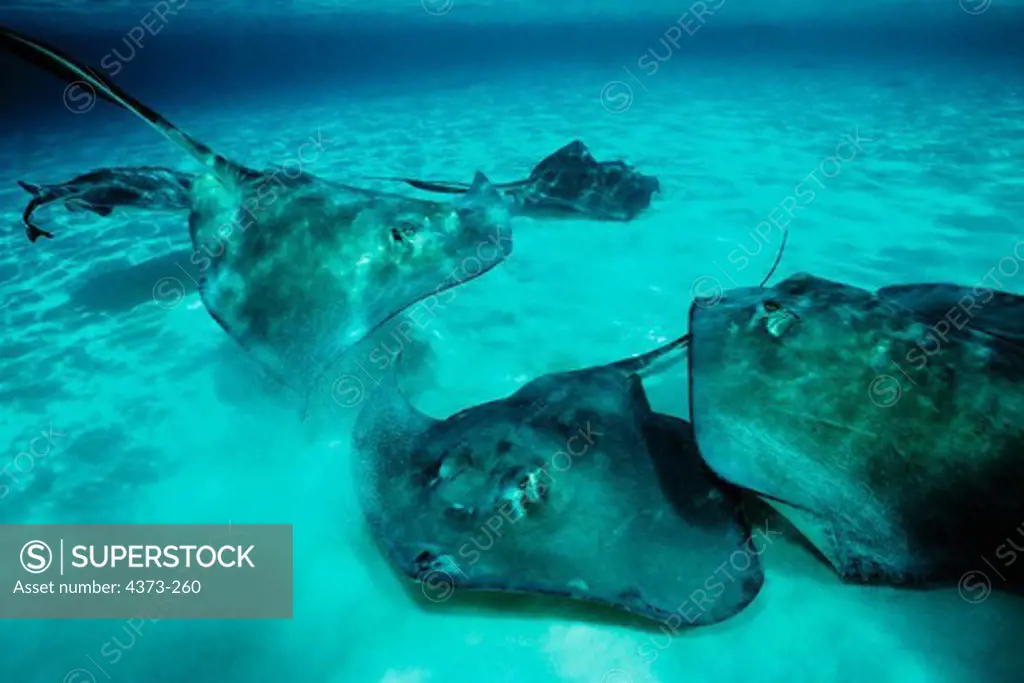 Giant Southern Stingrays Frolic Near the Ocean Floor