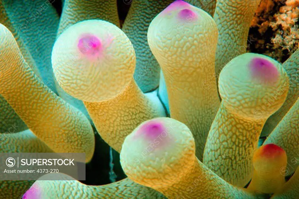 Close-up of Giant Anemone