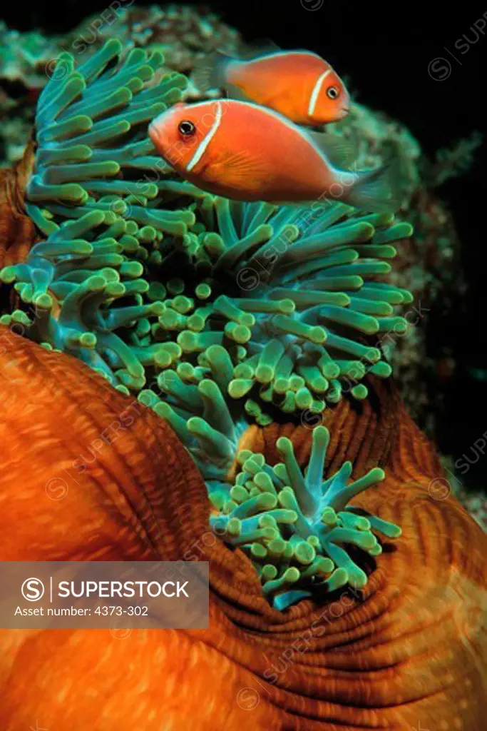 Anemonefish Pair Gain Food and Protection From Stinging Tentacles of Anemone