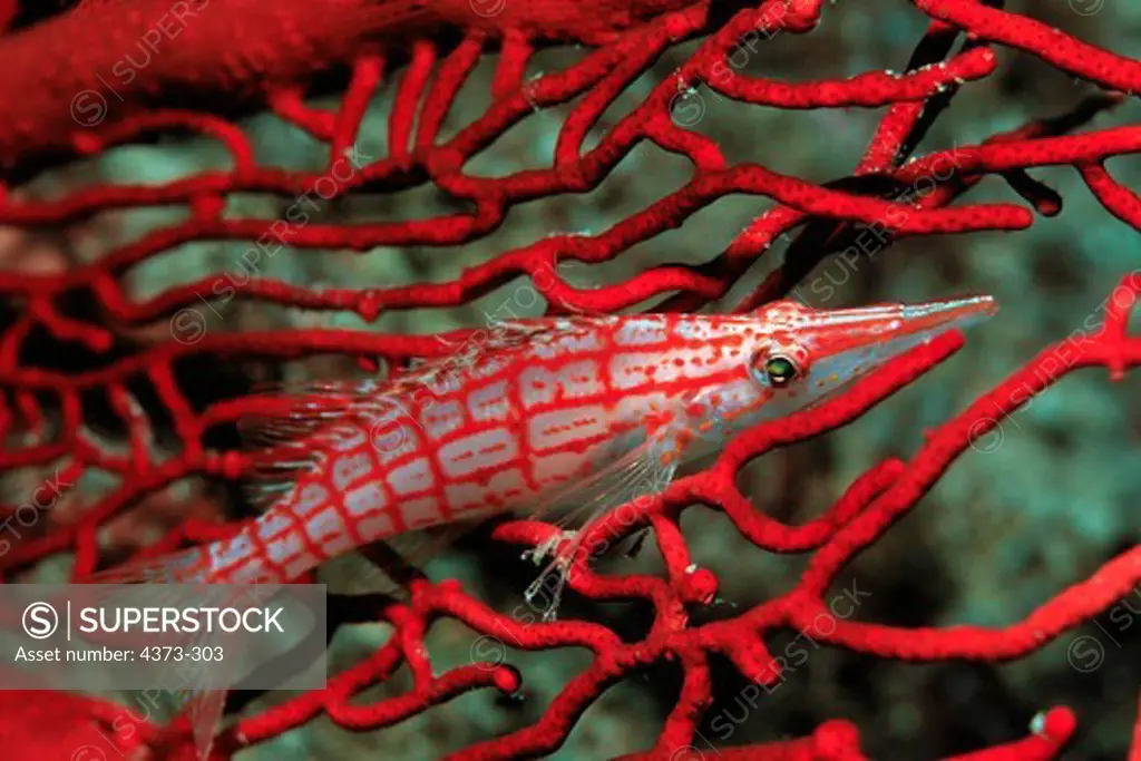 Longnose Hawkfish Hides in Red Sea Fan