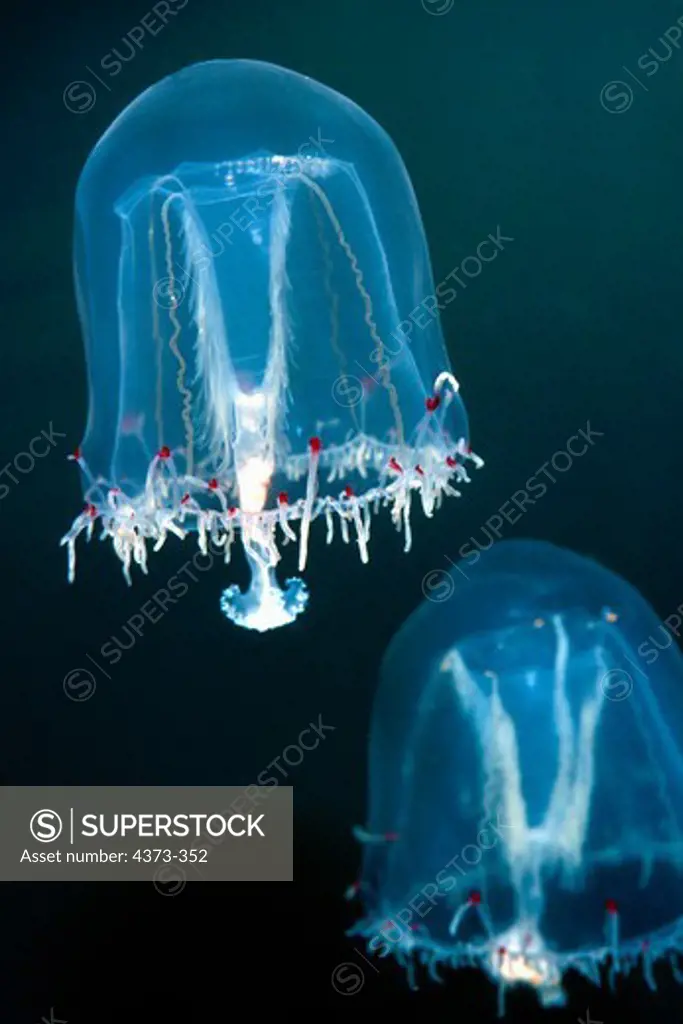 Giant Bell Jellies