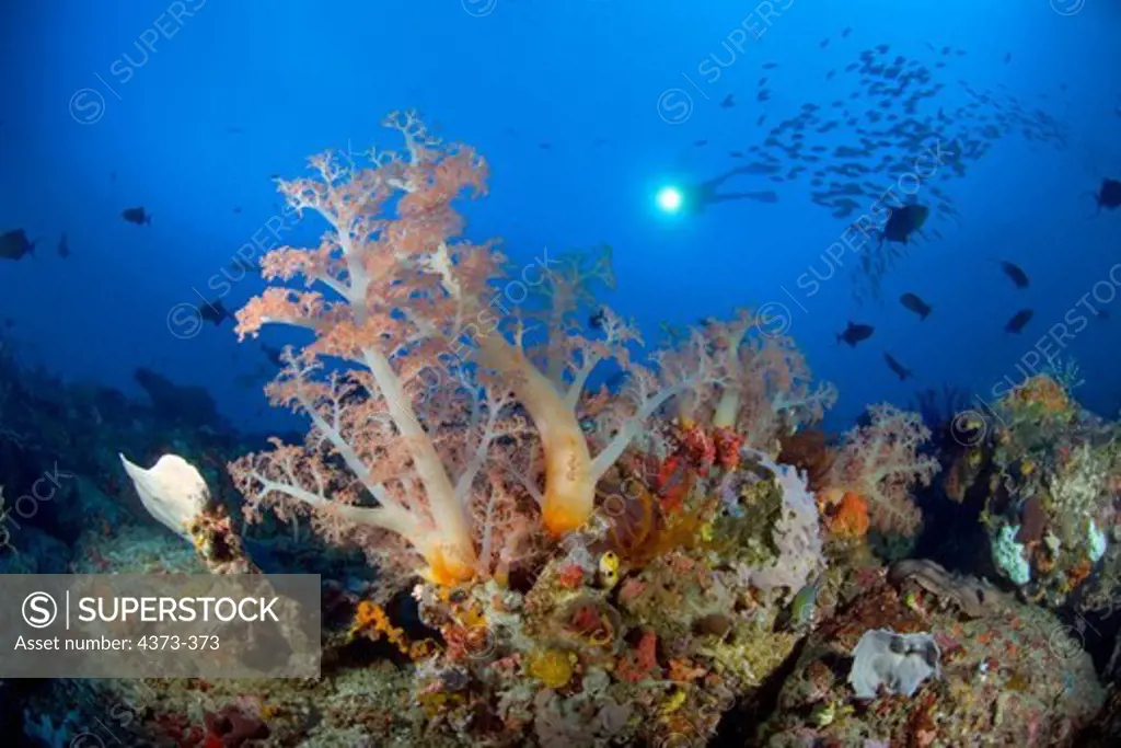 Scuba Diver Swims Over Lush Soft Corals