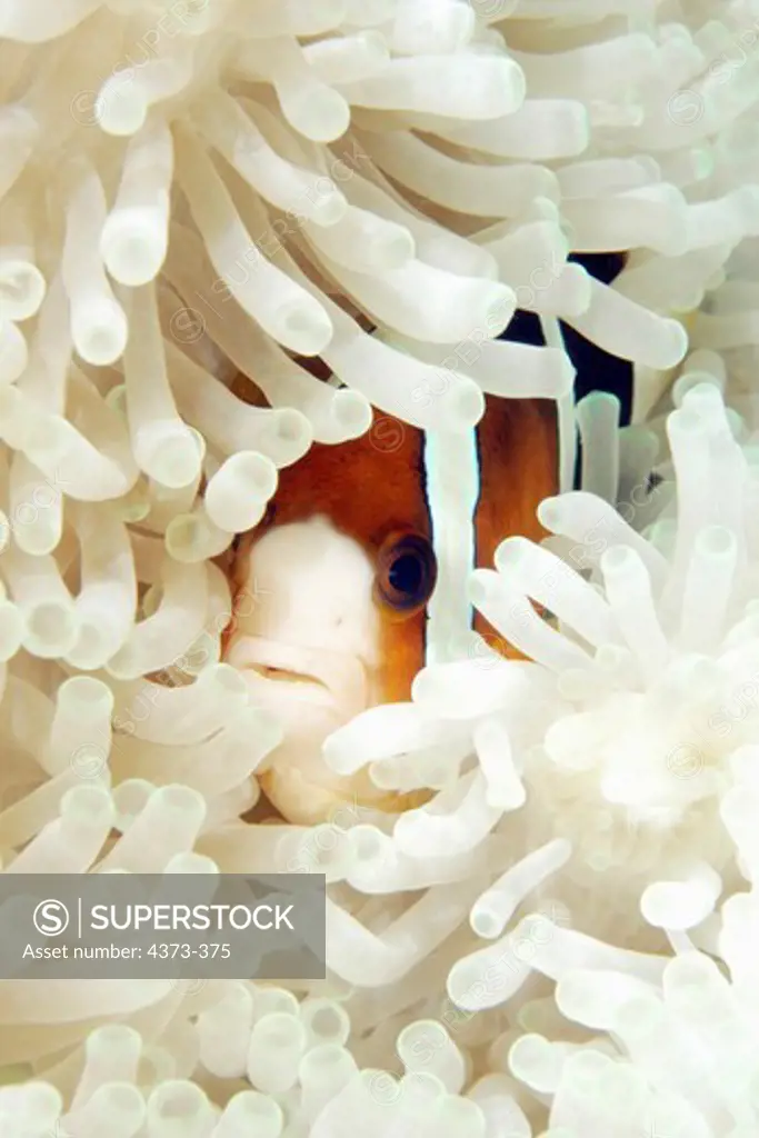 Clark's Anemonefish Peeks Out From Host Anemone