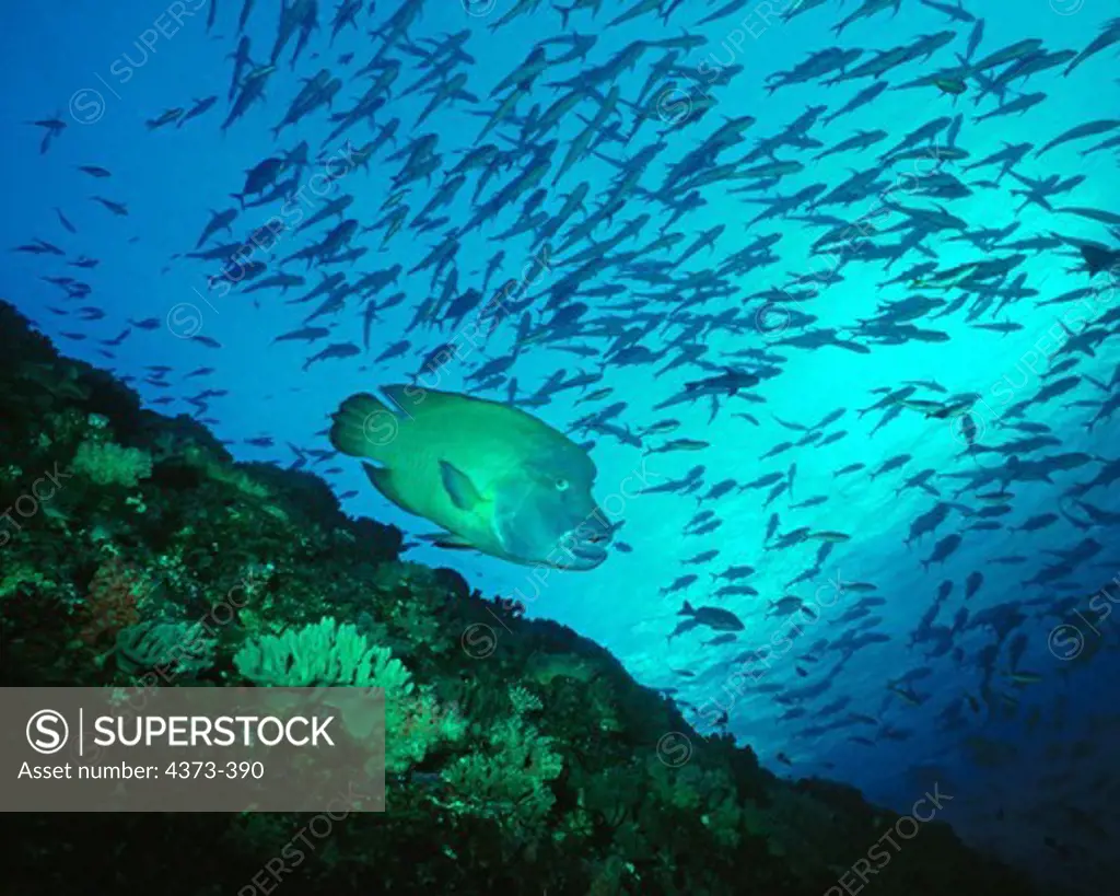 Humphead Wrasse Among School of Jacks