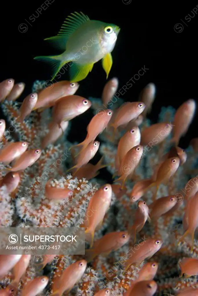 Golden Damselfish and Peach Fairy Basslets Feed on Plankton