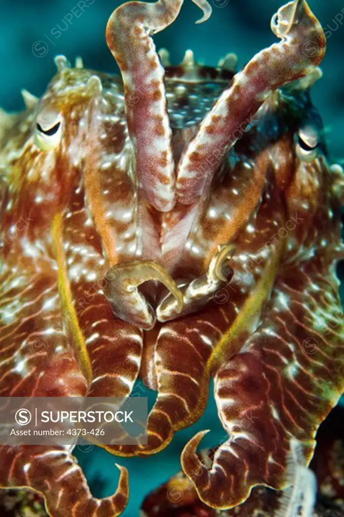 A Cuttlefish Mimics a Crinoid for Camouflage