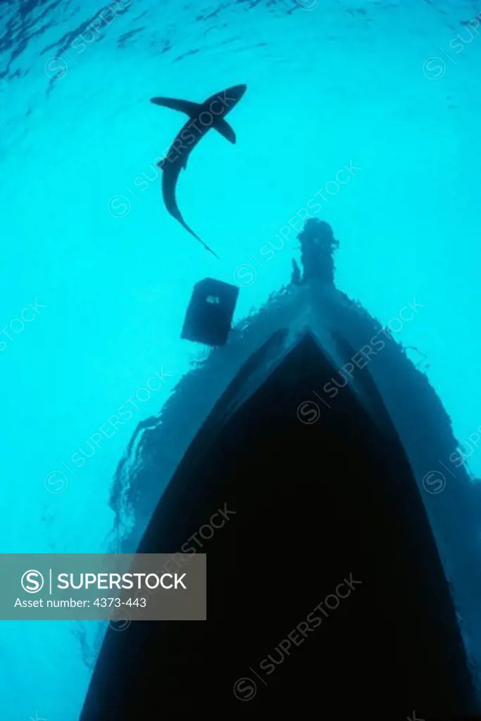 Blue Shark off the Bow of a Boat