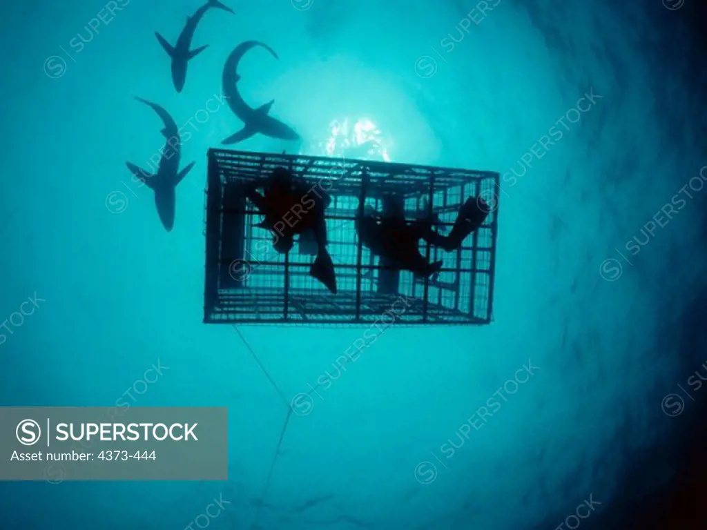 Blue Sharks Outside a Shark Cage