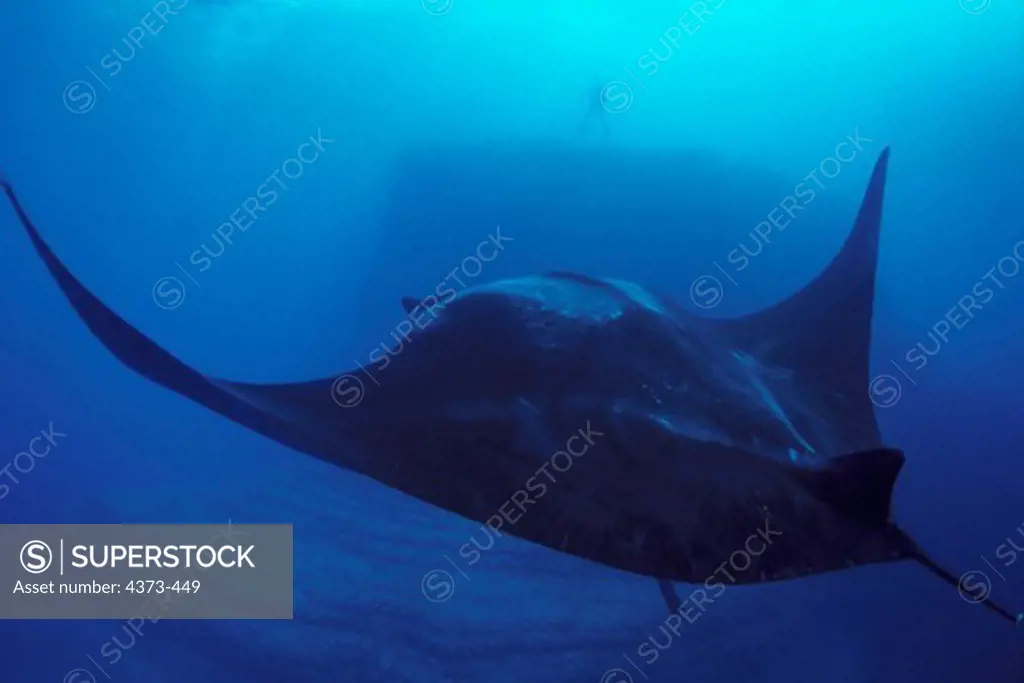 Giant Manta Ray Glides Through the Water