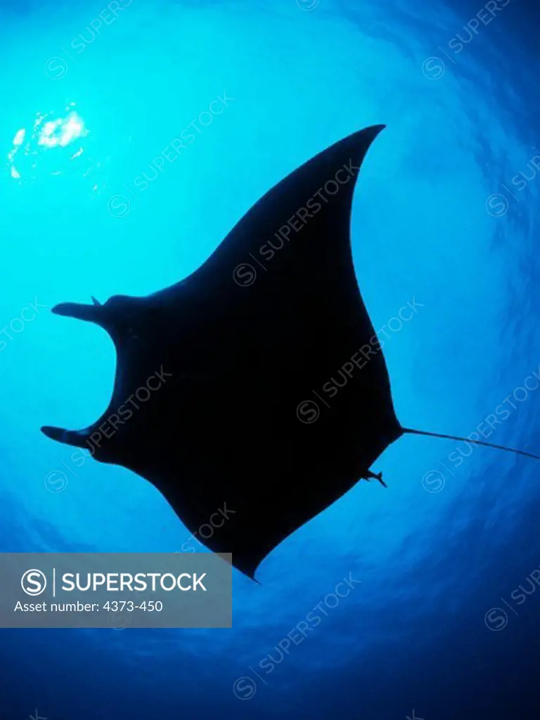 Silhouette of a Giant Manta Ray