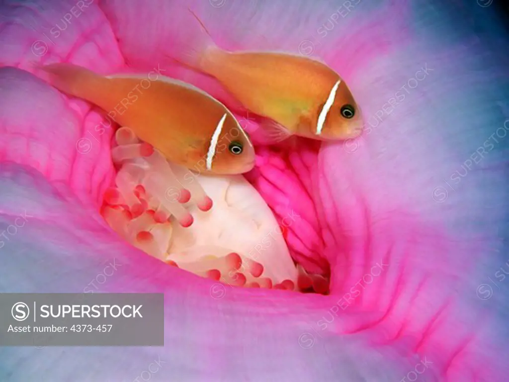 Pink Anemonefish Swim Near Anemone