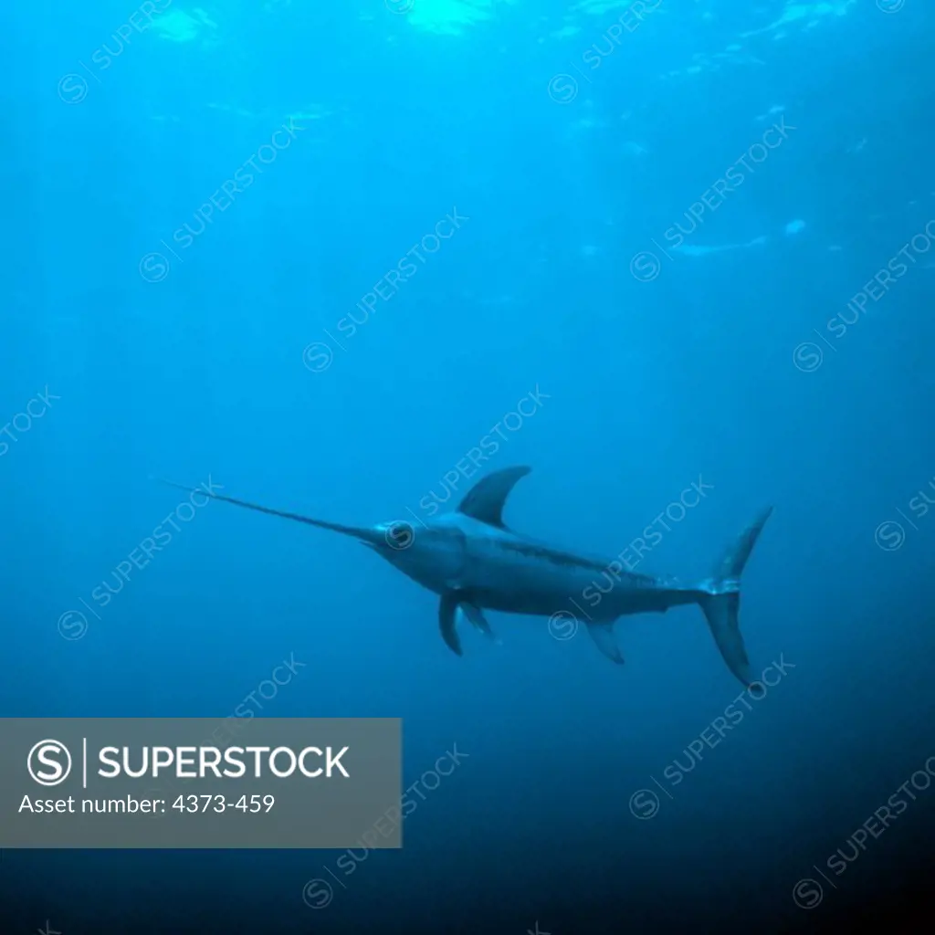 Portrait of a Swordfish