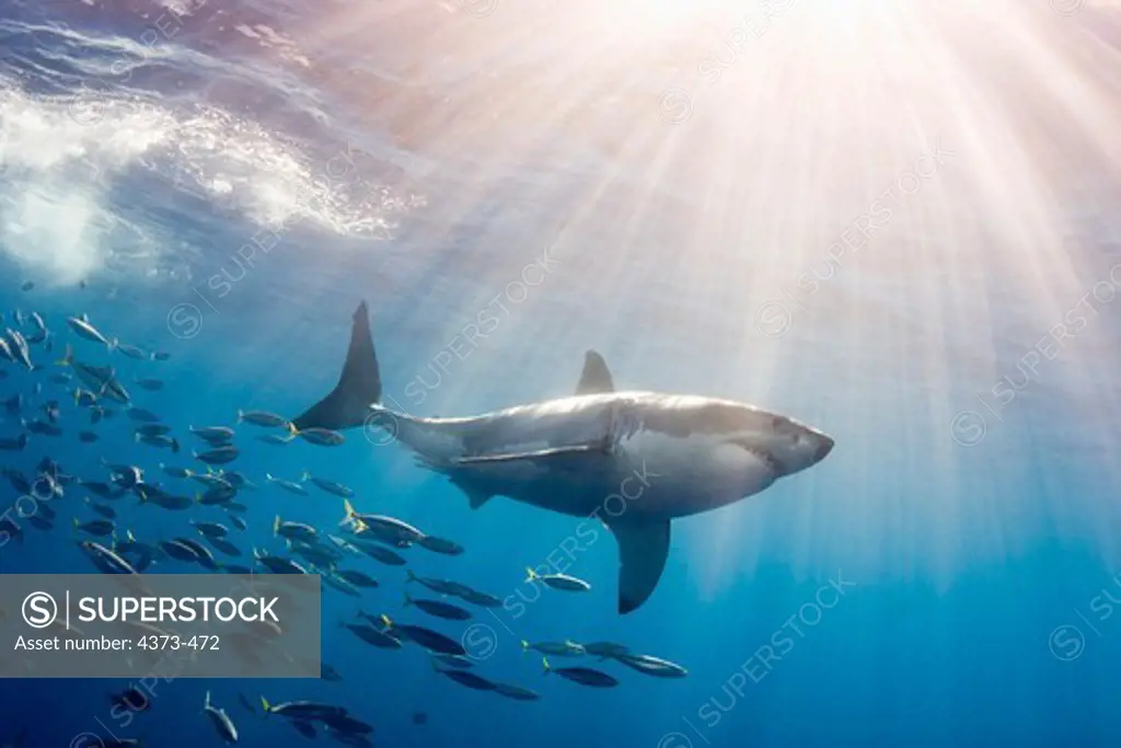 Great White Shark Followed by Schooling Fish