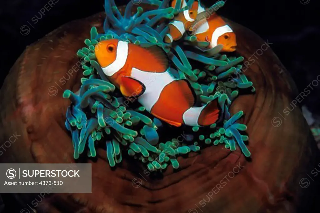 Family of Clownfish Frolic in Host Anemone