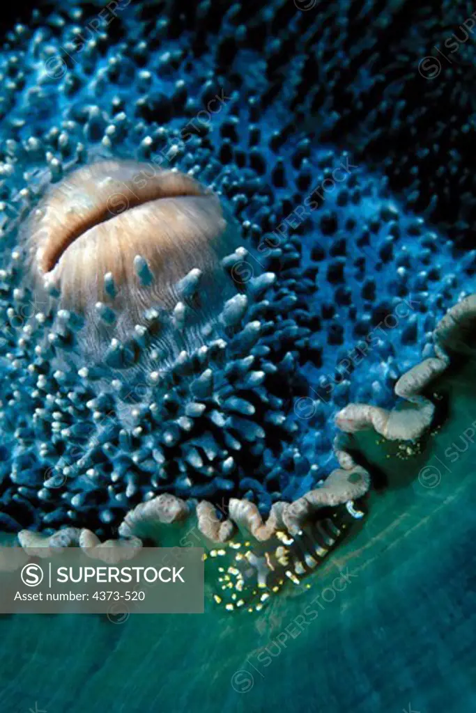 Shrimp Gathered Around the Mouth of a Corallimorpharian