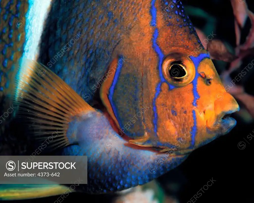 King Angelfish