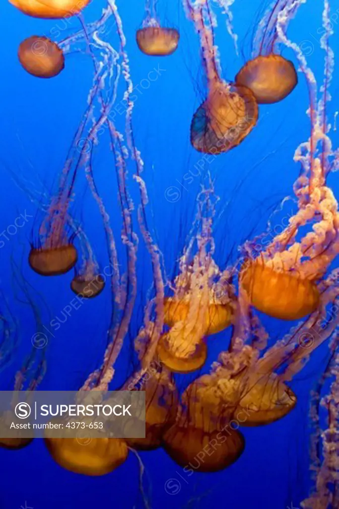 Sea Nettles