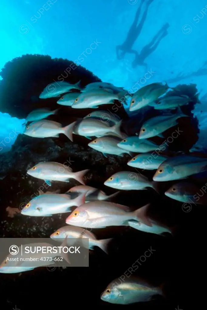 School of Snappers with Snorkelers