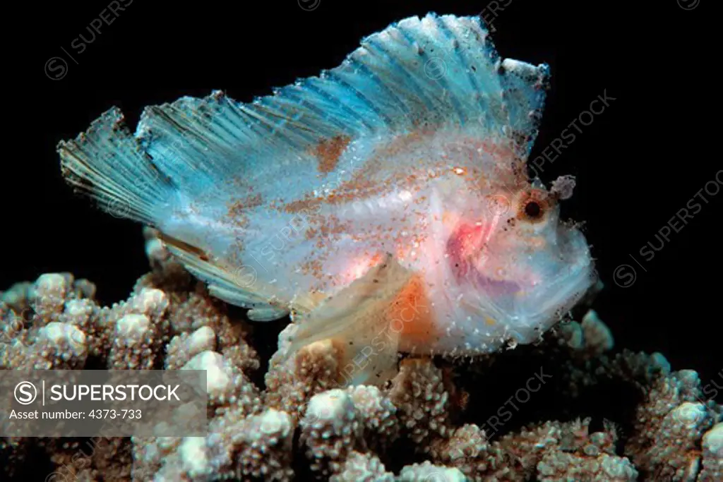 Scorpion Leaf Fish